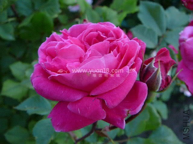 Alexander Mackenzie 1.jpg