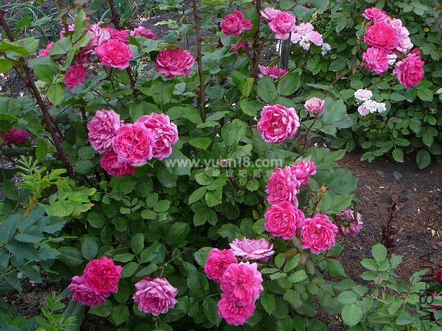 Alexander Mackenzie 3.jpg