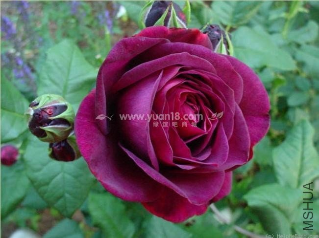 Grafin von Hardenberg 6.jpg