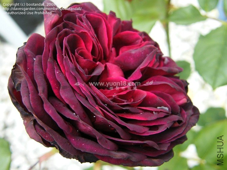 Grafin von Hardenberg 4.jpg