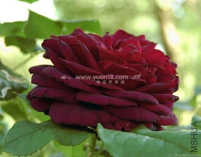 Grafin von Hardenberg 7.jpg