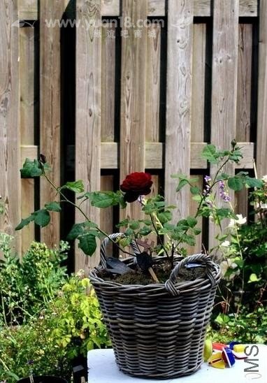 Grafin von Hardenberg 10.jpg