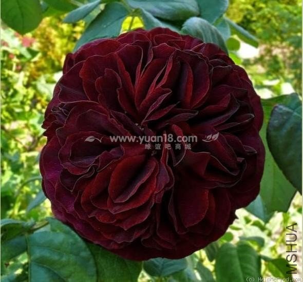 Grafin von Hardenberg 9.jpg