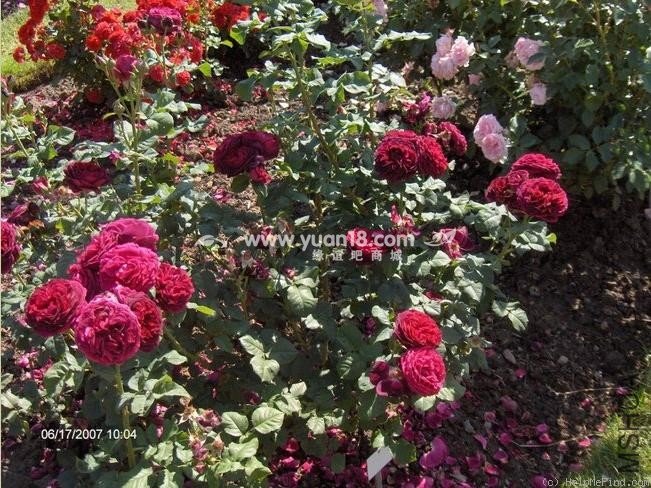 Grafin von Hardenberg 8.jpg