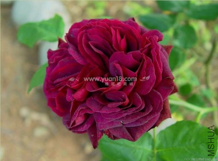 Grafin von Hardenberg 11.jpg