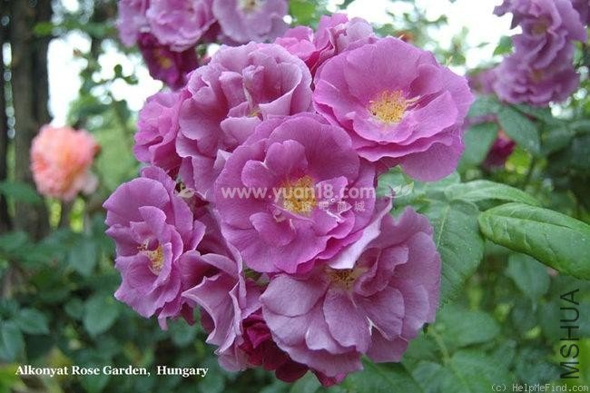 Rhapsody in Blue 5.jpg