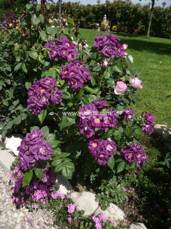 Rhapsody in Blue  3.jpg