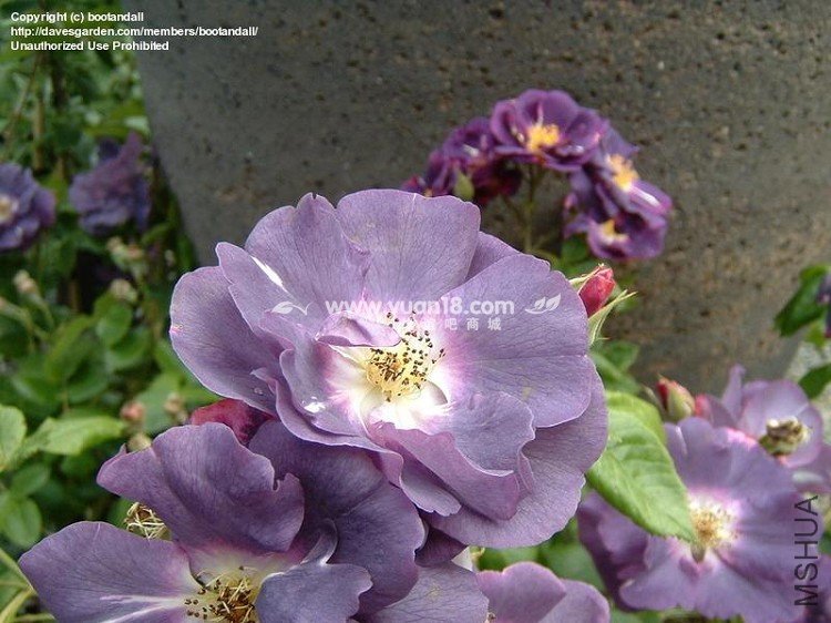 Rhapsody in Blue 8.jpg