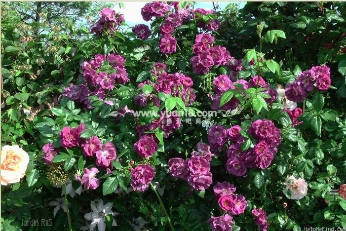 Rhapsody in Blue 6.jpg