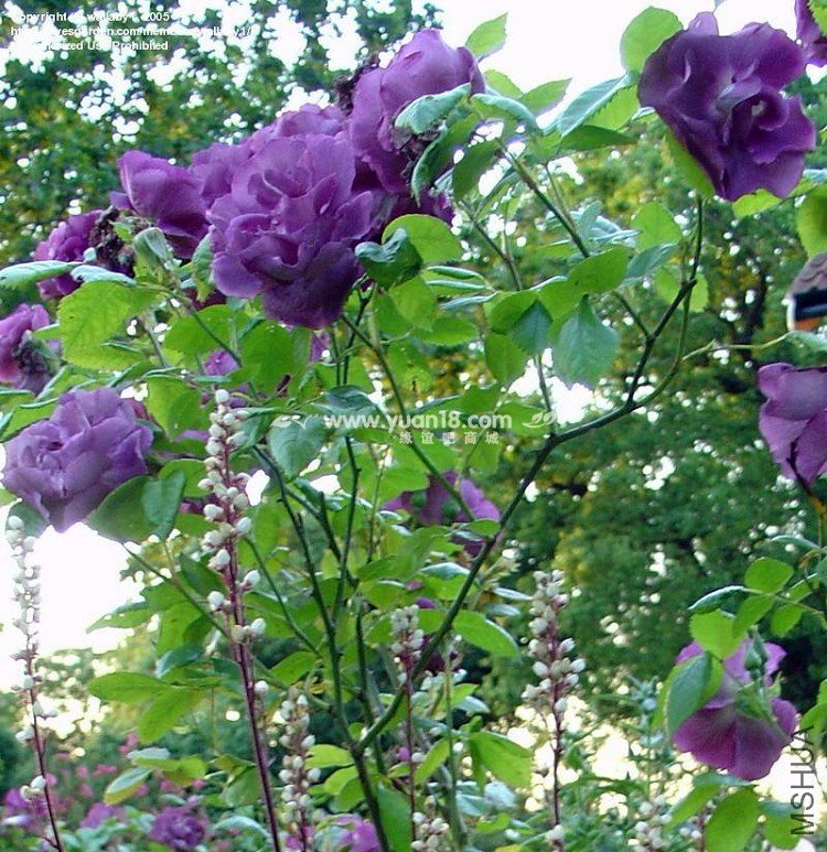 Rhapsody in Blue 4.jpg