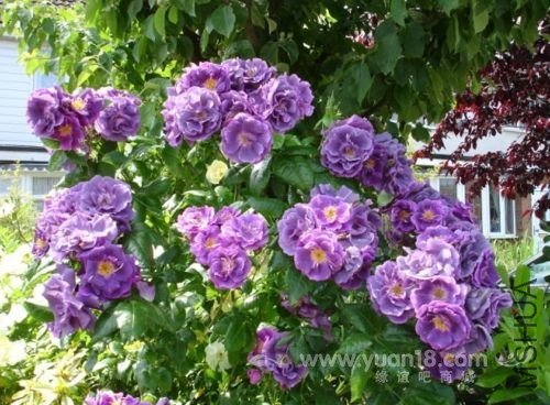 Rhapsody in Blue 1.jpg