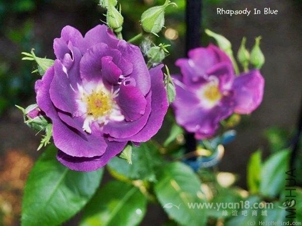 Rhapsody in Blue 7.jpg