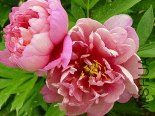 pink-double-dandy-itoh.jpg
