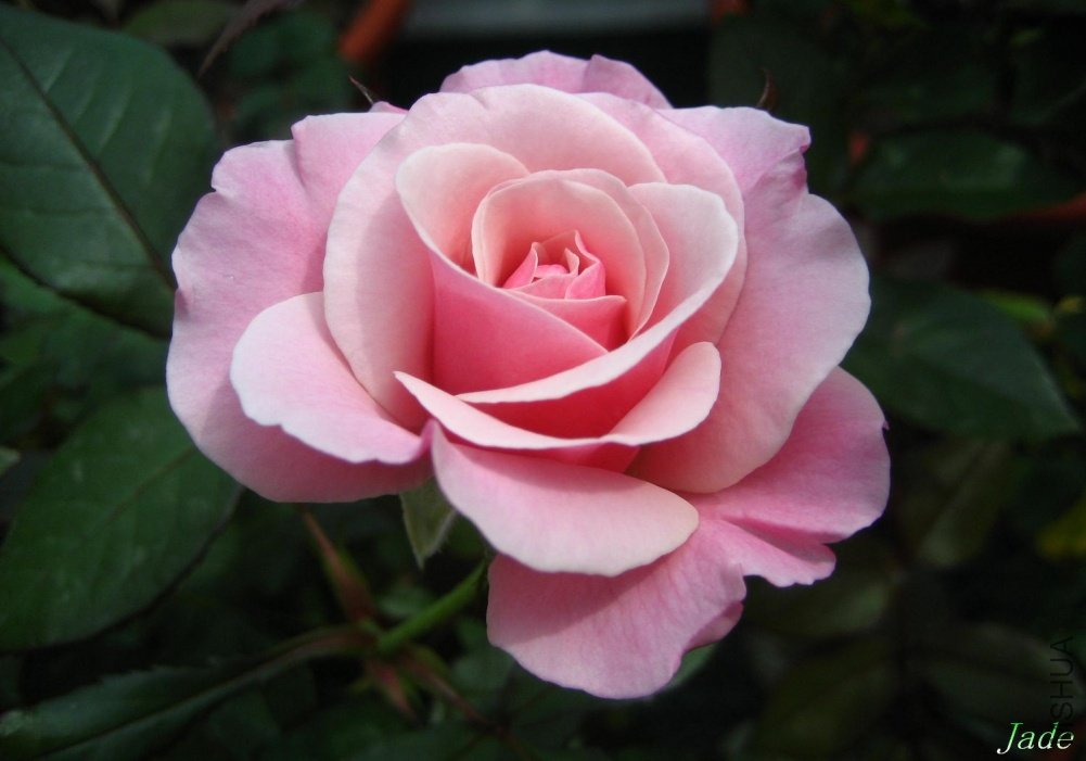 Our Lady Of Guadalupe99.05.03-1.jpg