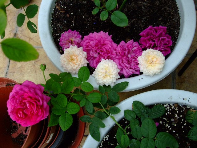 DSCF3977.JPG