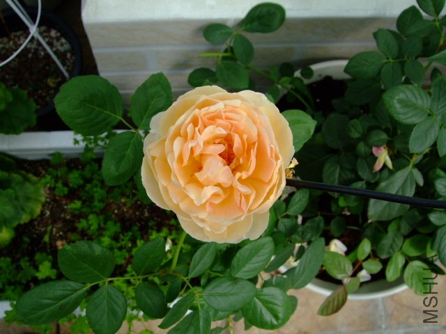 DSCF3970.JPG
