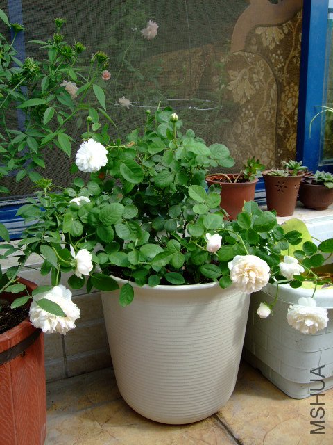 DSCF3972.JPG