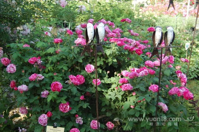 FERDINAND PICHARD 1.jpg