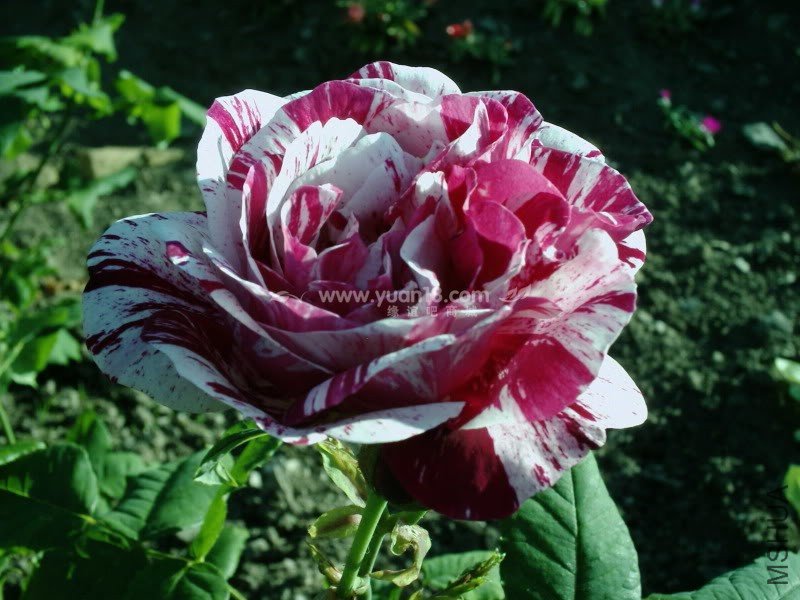 FERDINAND PICHARD 3.jpg