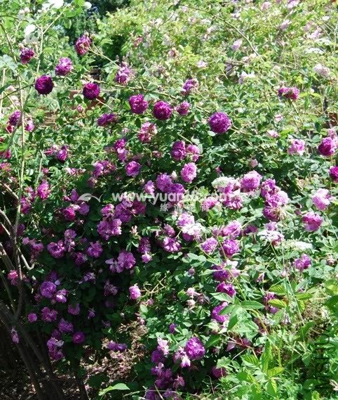 FERDINAND PICHARD 2.jpg