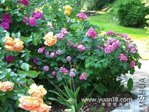 FERDINAND PICHARD 8.jpg