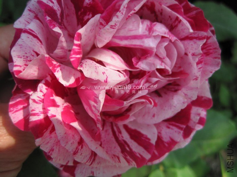 FERDINAND PICHARD 6.jpg