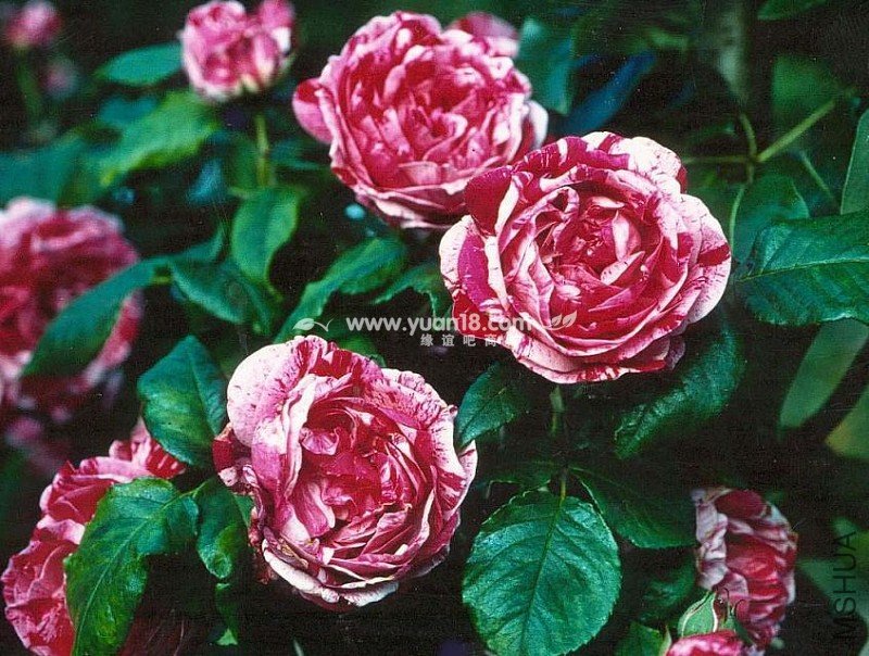 FERDINAND PICHARD 7.jpg