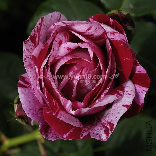 FERDINAND PICHARD 5.jpg