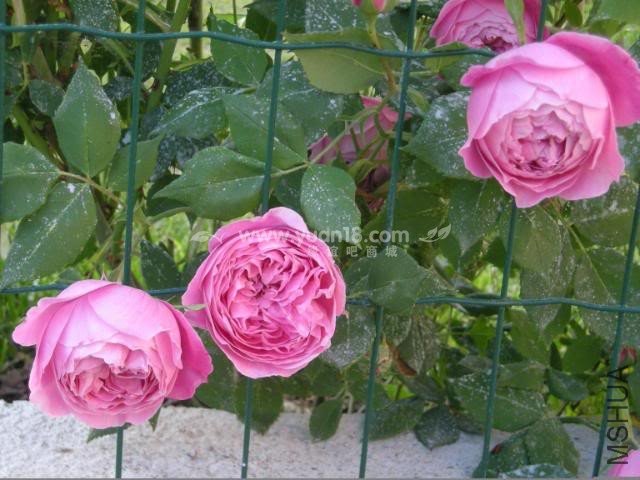 LA REINE VICTORIA 3.jpg