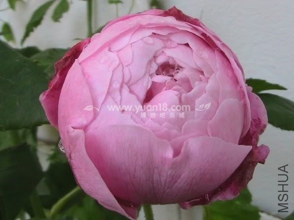 LA REINE VICTORIA 1.jpg