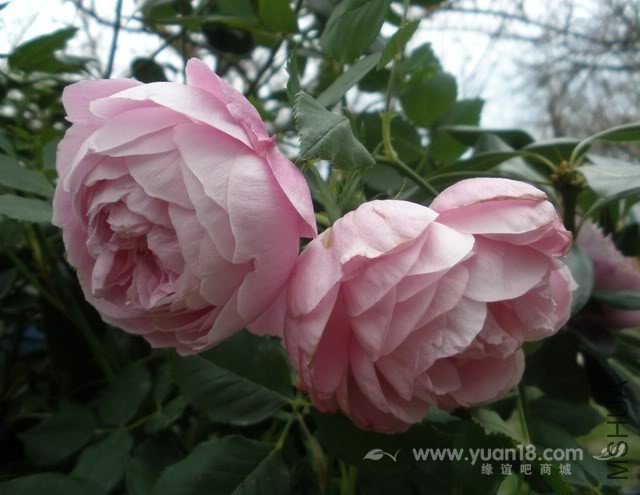 LA REINE VICTORIA 5.jpg