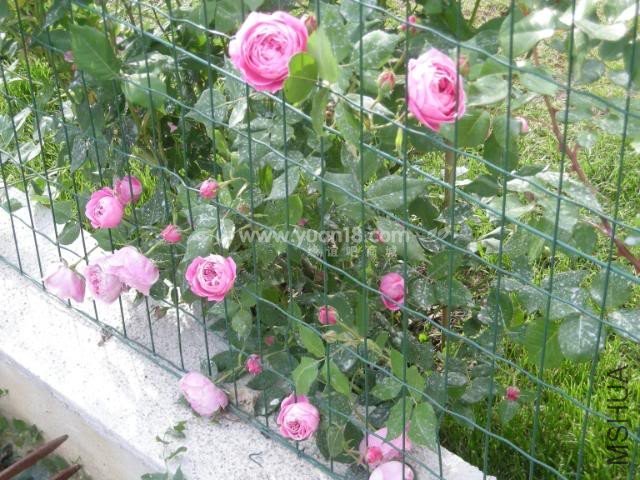 LA REINE VICTORIA 8.jpg