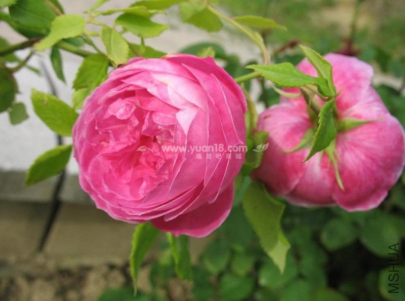 LA REINE VICTORIA 7.jpg