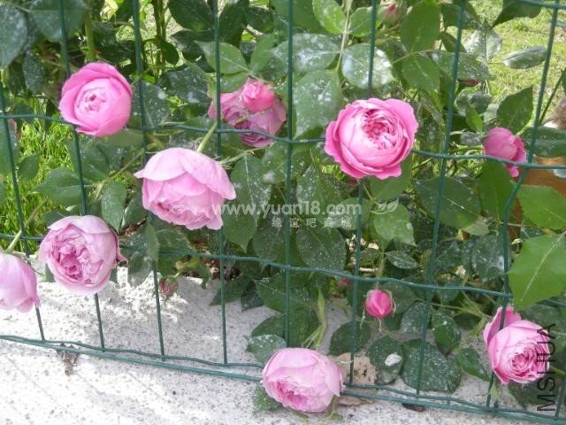 LA REINE VICTORIA 9.jpg