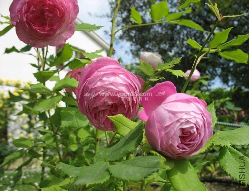 LA REINE VICTORIA 6.jpg