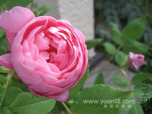 LA REINE VICTORIA 12.jpg