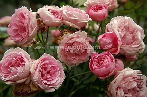 LA REINE VICTORIA 11.jpg