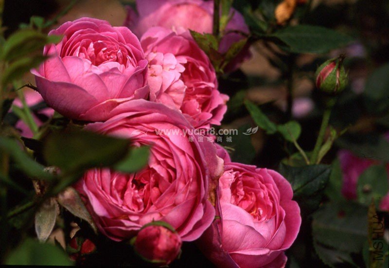 LA REINE VICTORIA 13.jpg