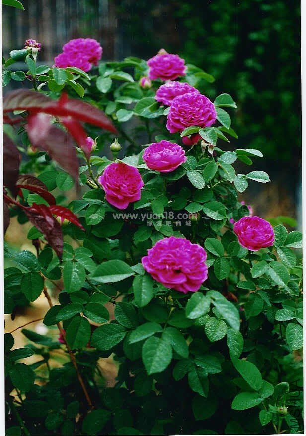 ROSE DE RESCHT 1.jpg