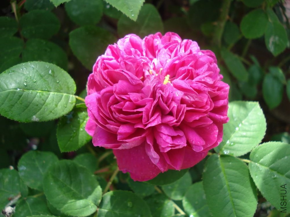 ROSE DE RESCHT 2.jpg