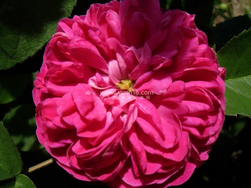 ROSE DE RESCHT 3.jpg