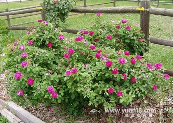 ROSE DE RESCHT 4.jpg