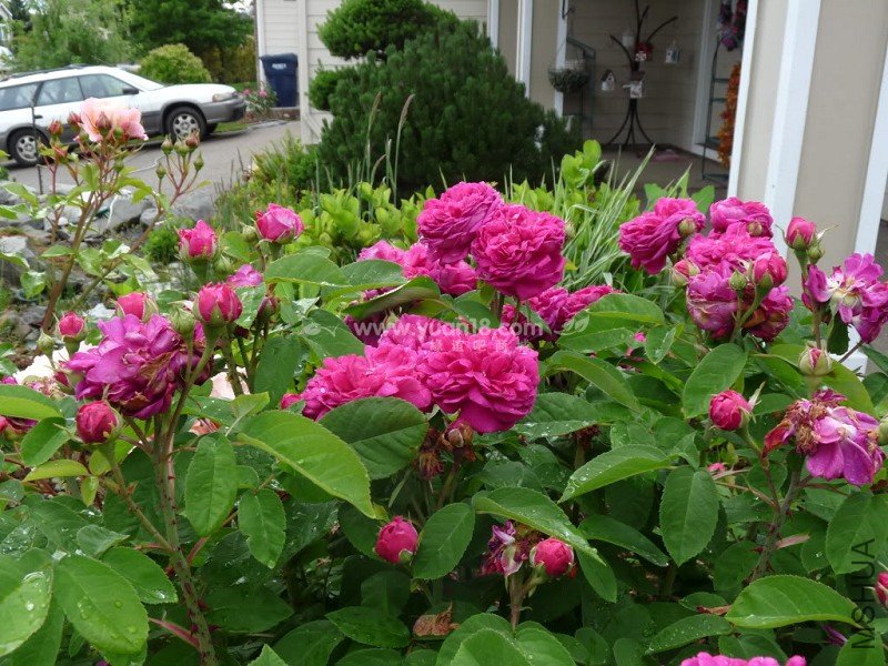 ROSE DE RESCHT 5.jpg