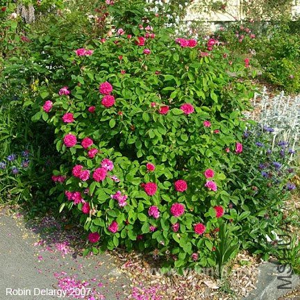 ROSE DE RESCHT 7.jpg