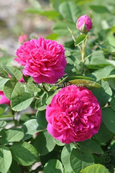 ROSE DE RESCHT 9.jpg