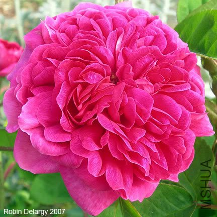 ROSE DE RESCHT 8.jpg