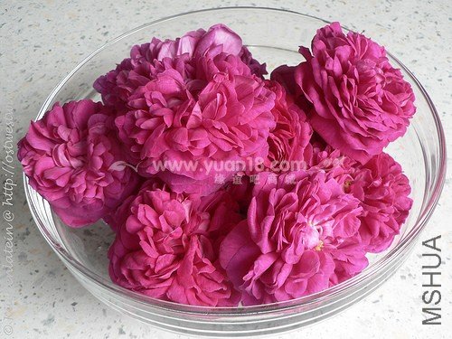 ROSE DE RESCHT 15.jpg