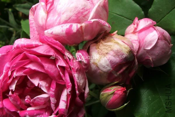 HONORINE DE BRABANT 14.jpg