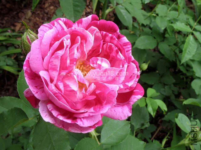 HONORINE DE BRABANT 2.jpg