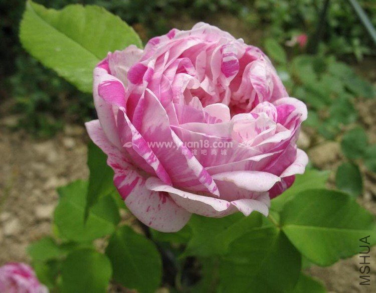 HONORINE DE BRABANT 8.jpg